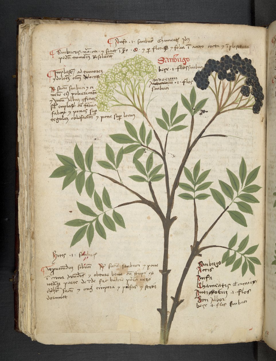 A herbal, Belluno by Italian School