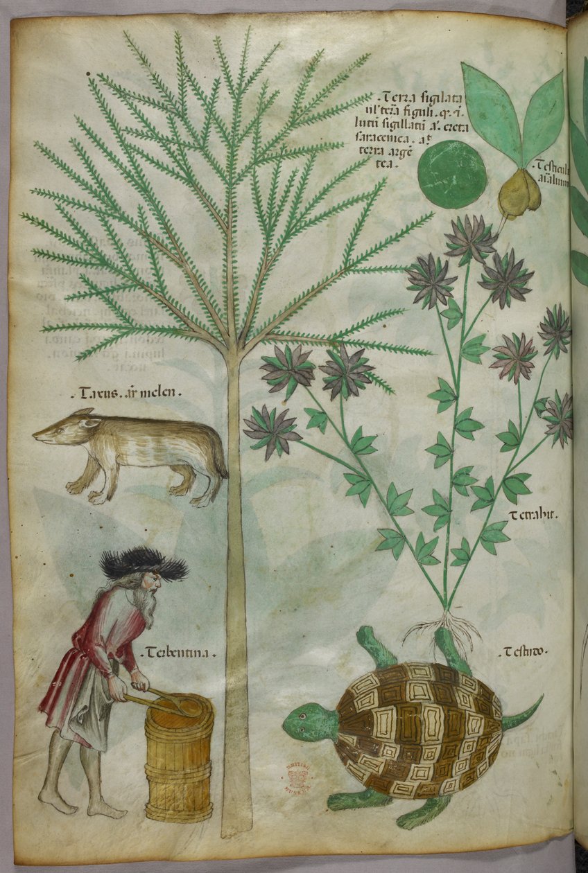 Botanical and animal illustration of plants, a turtle, a man and another animal, c.1440 by Italian School