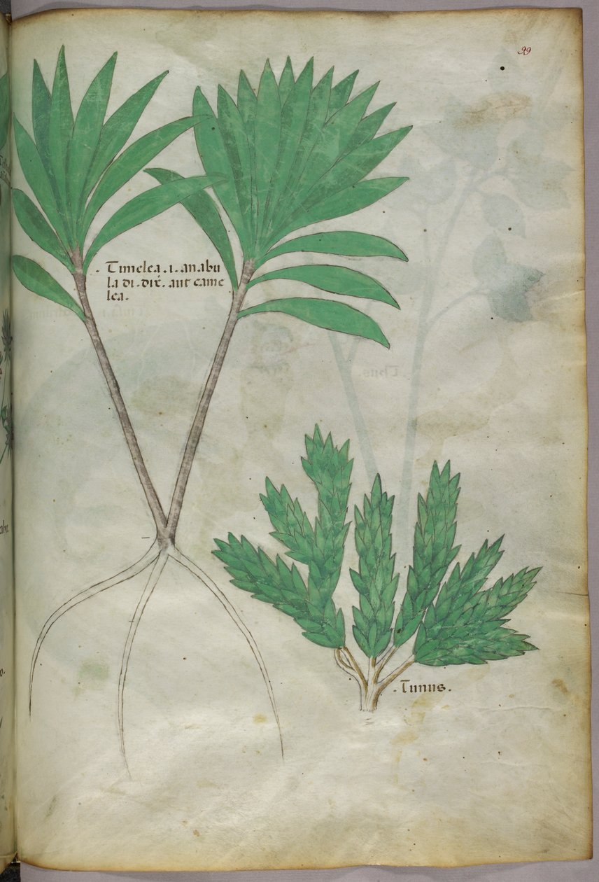 Botanical illustration, c.1440 by Italian School