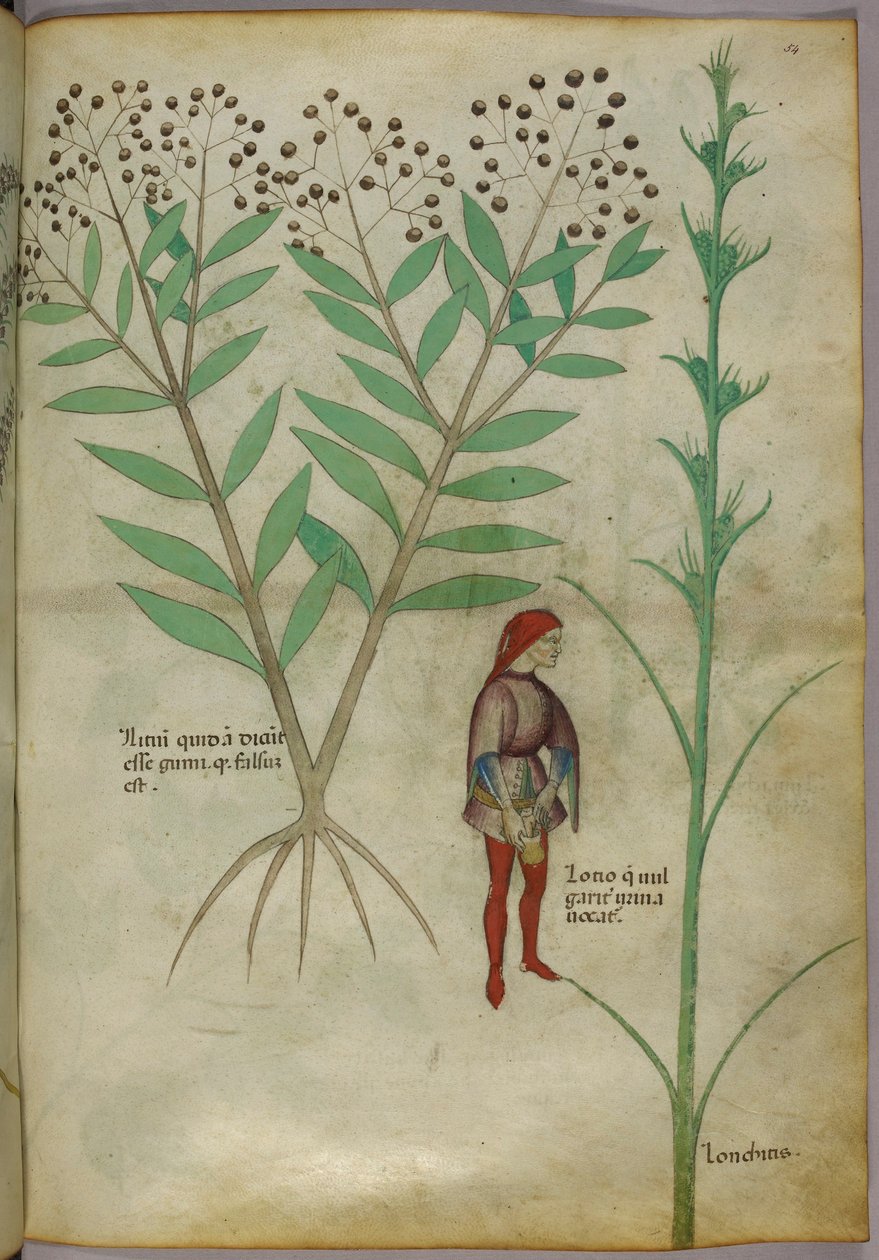 Botanical Illustration of a Plant and a Man Urinating into a Pot, c.1440 by Italian School