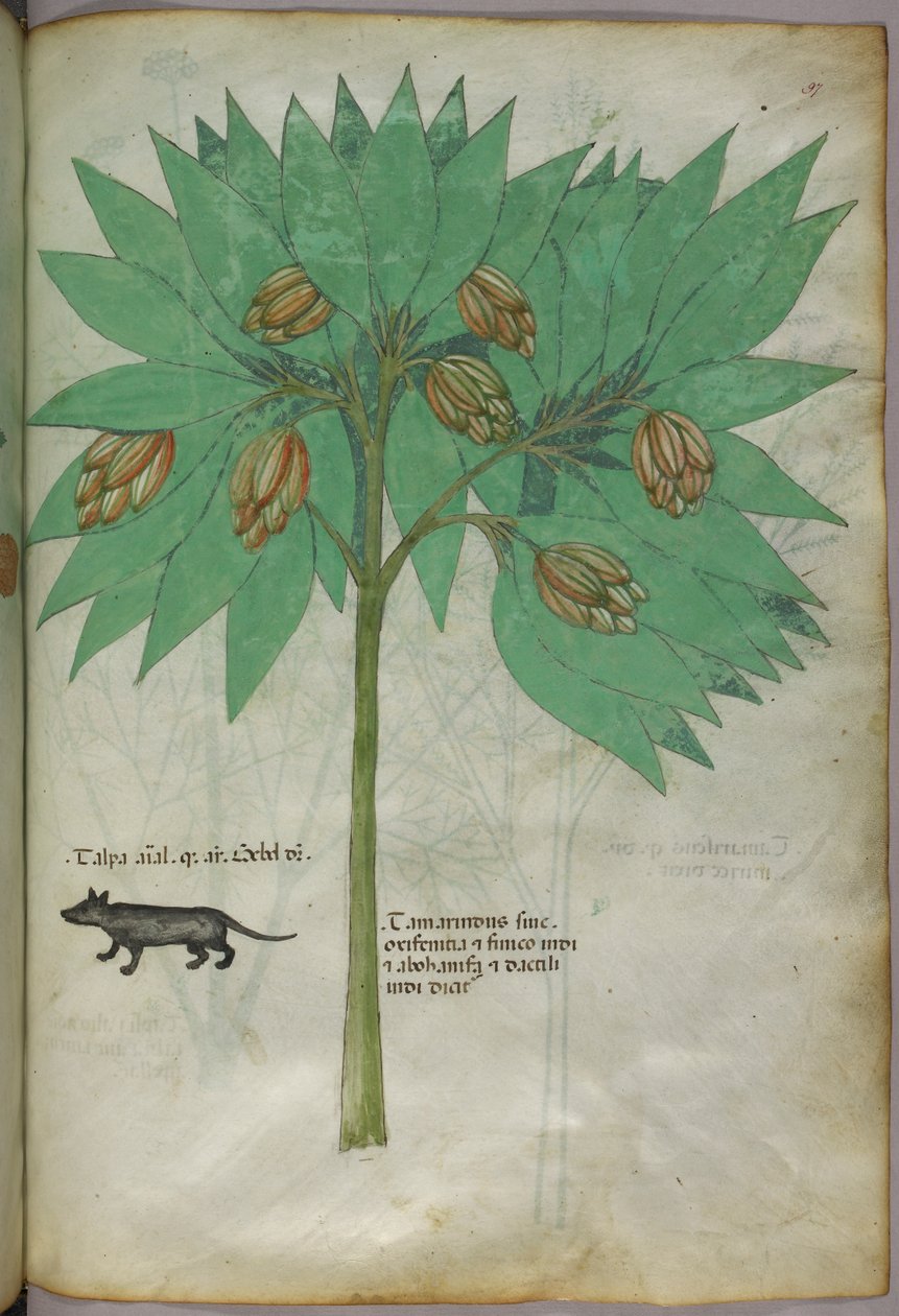 Botanical illustration of a plant with an animal, c.1440 by Italian School