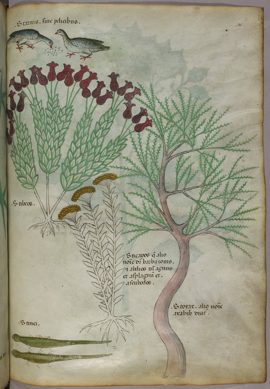Botanical illustration of plants with birds and insects, c.1440