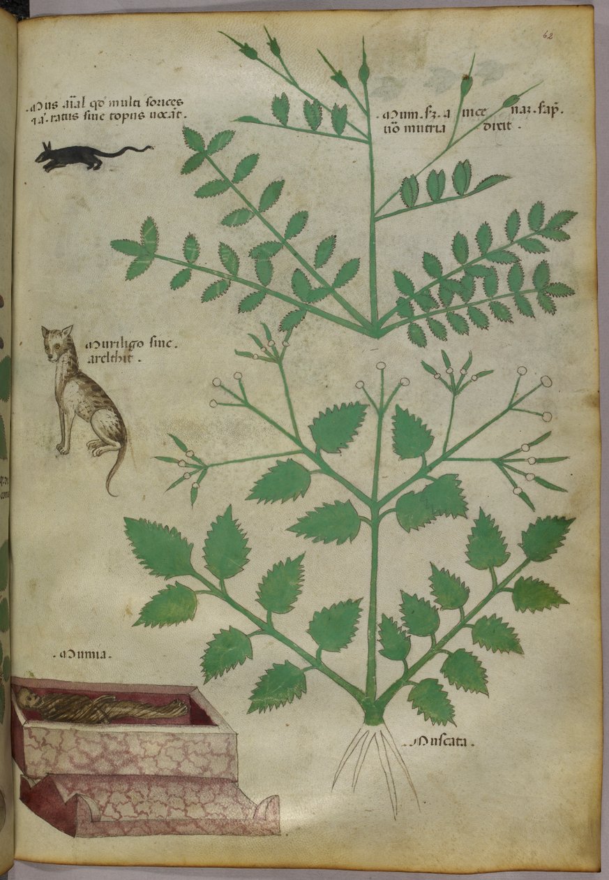 Botanical Illustration of Plants with a Leopard, a Mouse and a Corpse, circa 1440 by Italian School