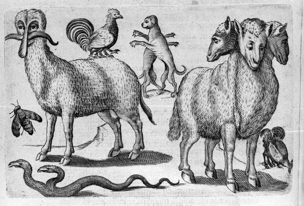 Different types of monstrous animals, with multiple bodies or an abnormal amount of limbs. Engraving from “De monstrorum natura, causis et differentiis” by Fortunio Liceti (1577-1656), Italian scientist. 1646 by Italian School