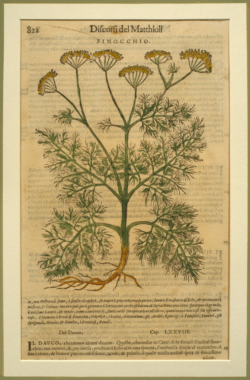 Fennel, a botanical plate from the Discorsi by Pietro Andrea Mattioli published in Venice, 1570 by Italian School