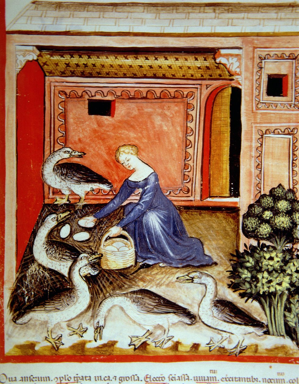 Rearing Geese, illustration from Tacuinum Sanitatis Codex Vindobonensis by Italian School