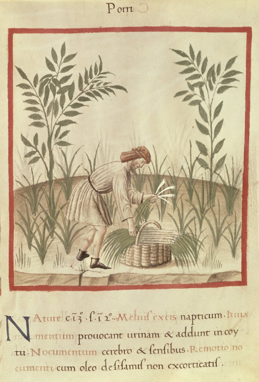 Harvesting Leeks, from 