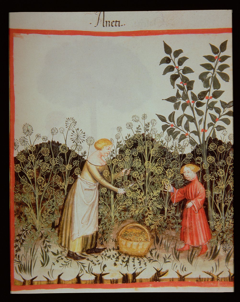 Gathering Dill, Tacuinum Sanitatis Codex Vindobonensis by Italian School