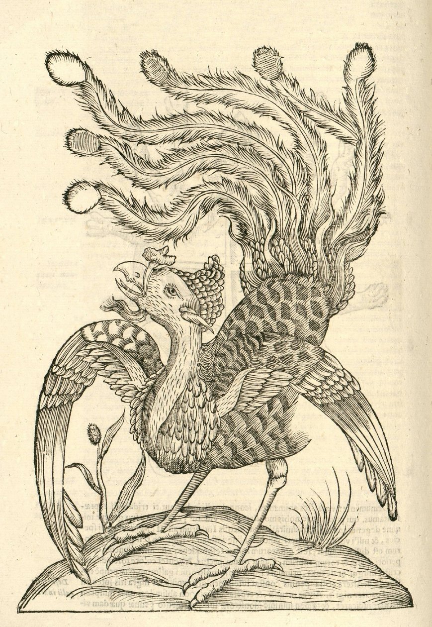 Illustration of Gallus Indicus auritus tridactylus from Aldrovandi's ...