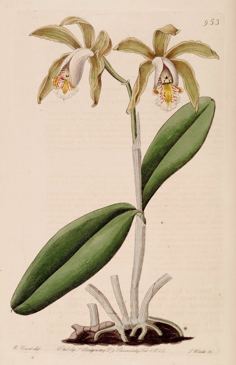 Illustration of Cattleya forbesii by Jams  Watts