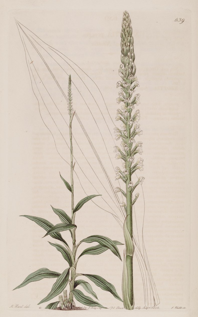 Illustration of Goodyera Procera (as syn. Neottia Procera) by Jams  Watts