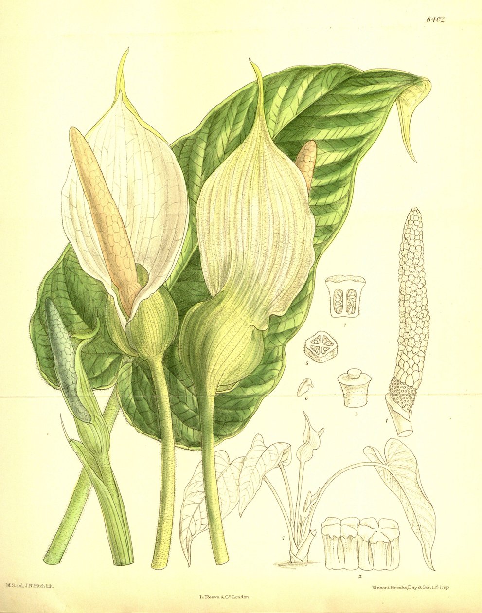 Caladium pubescens, Araceae by J.N. Fitch