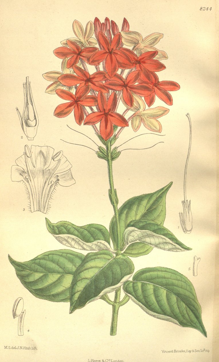 Pseuderanthemum seticalyx (Ruspolia seticalyx), Acanthaceae by J.N. Fitch