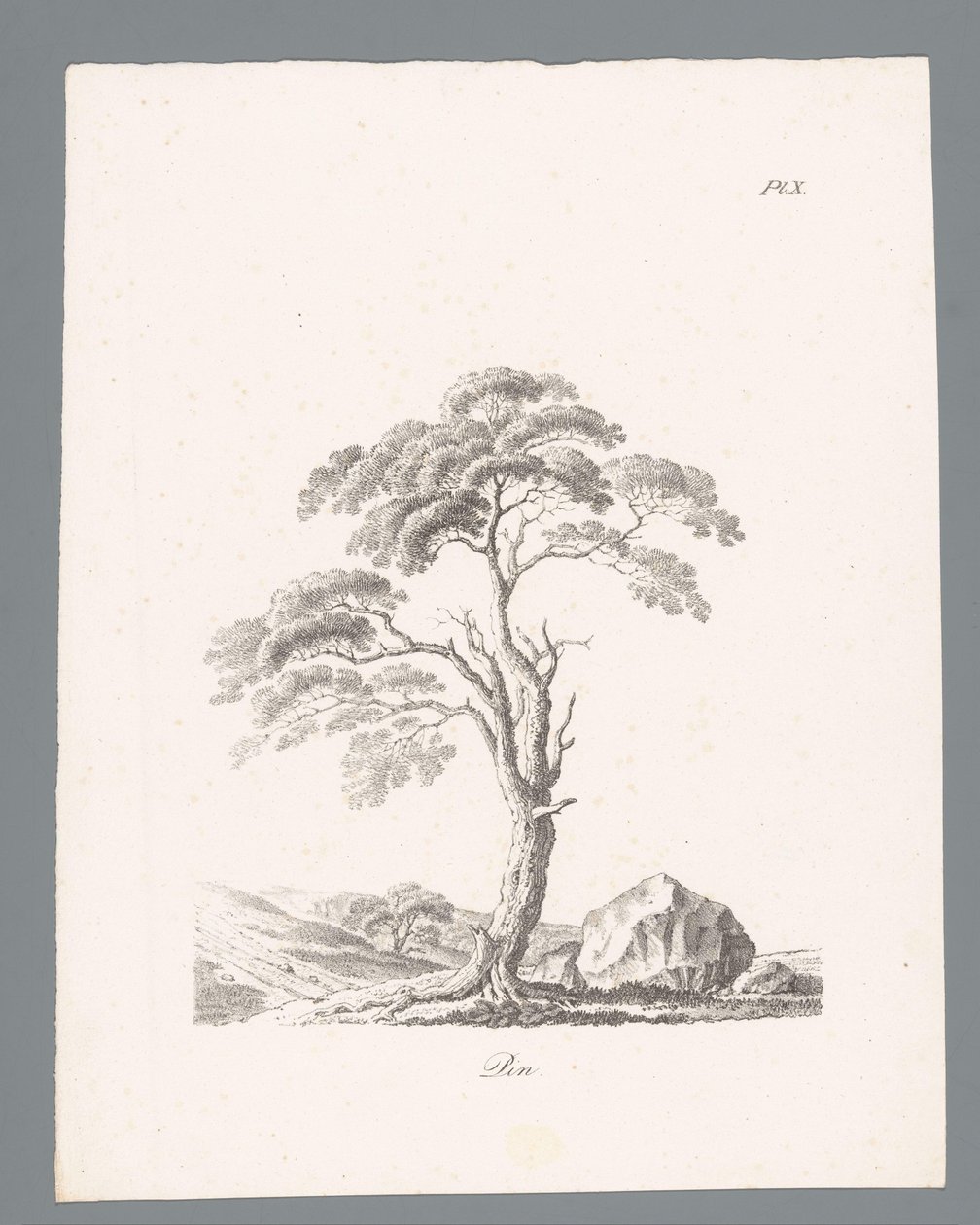 Pine (series title: Studies of Trees) by J. Bernard
