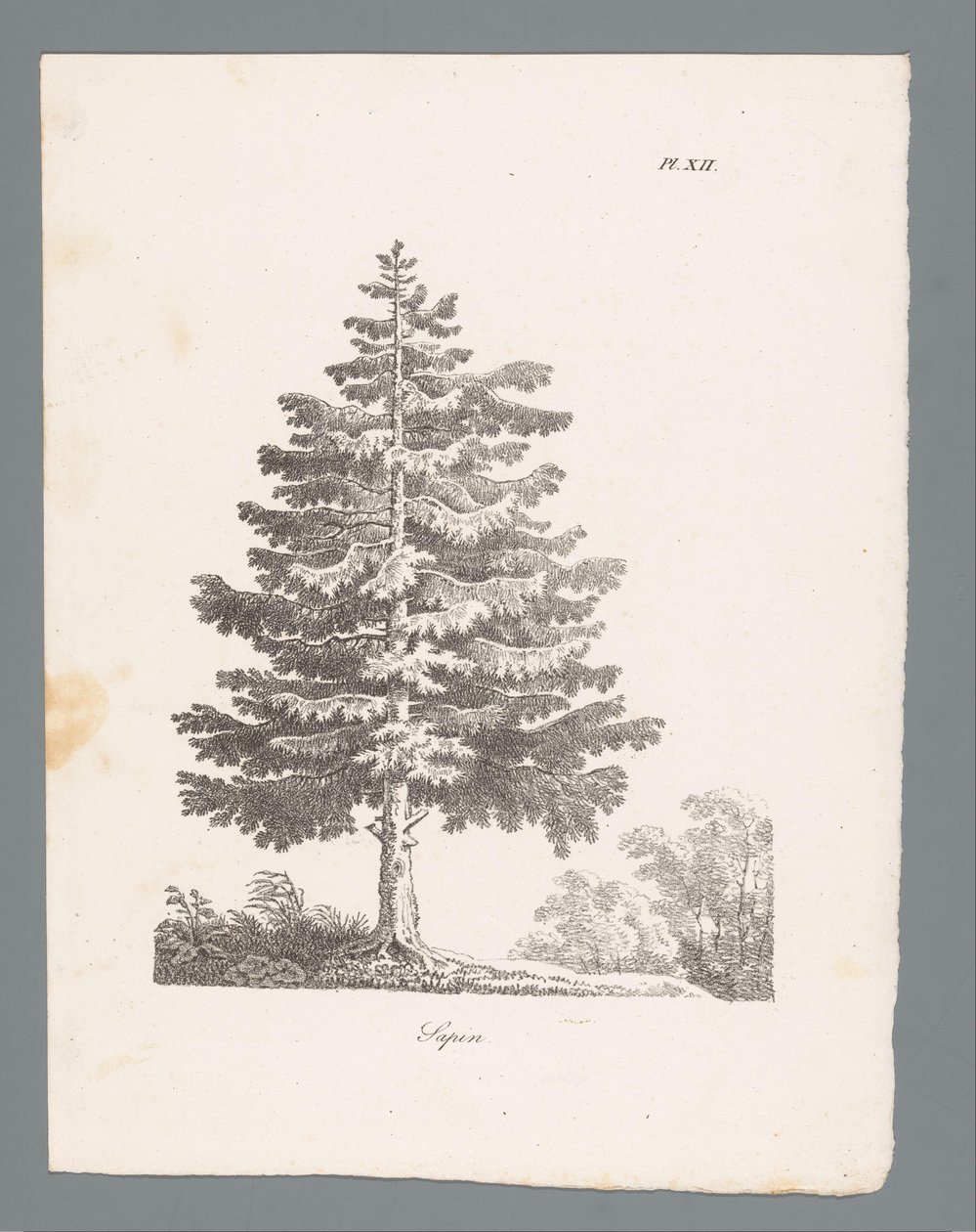 Silver Fir (Studies of Trees) by J. Bernard