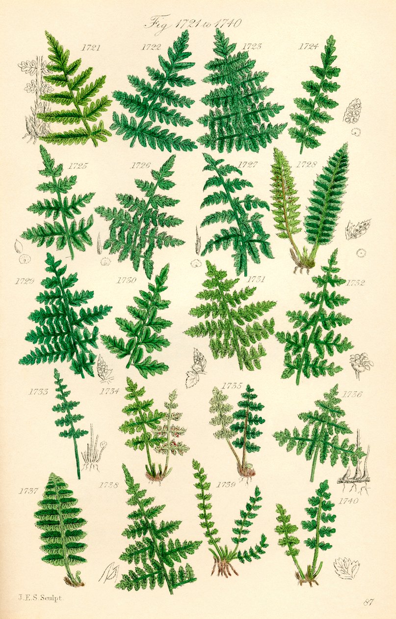 Page of Colour Illustrations from British Wild Flowers by J. E. and Johnson C. P.  Sowerby