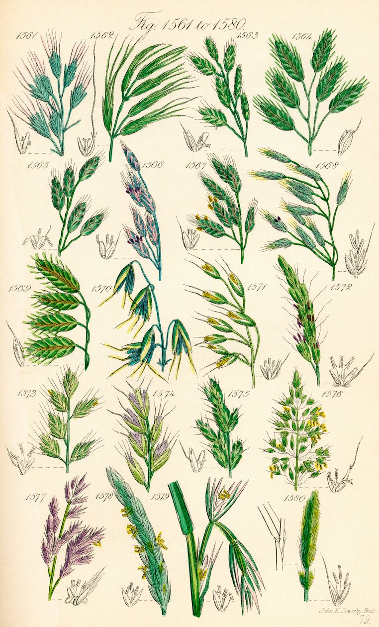 Page of Colour Illustrations from British Wild Flowers by J. E. and Johnson C. P.  Sowerby