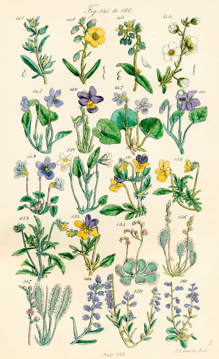 Page of Colour Illustrations from British Wild Flowers