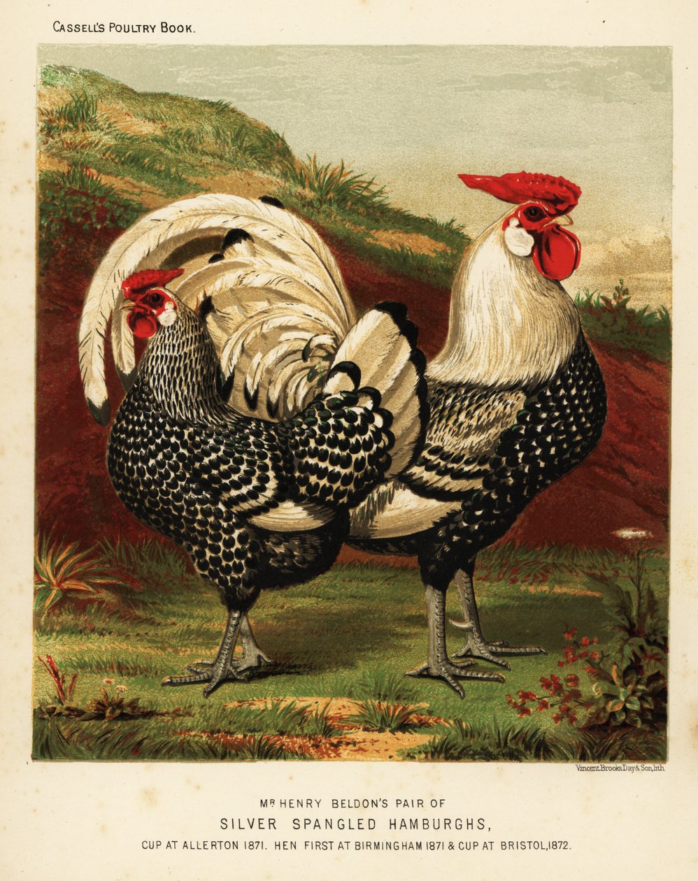 Silver spangled Hamburgh cock and hen by J. W. (after) Ludlow