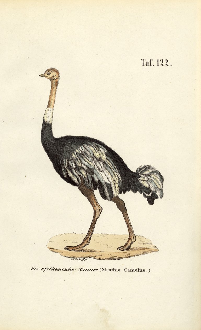 African Ostrich by J. W. Tenhaeff