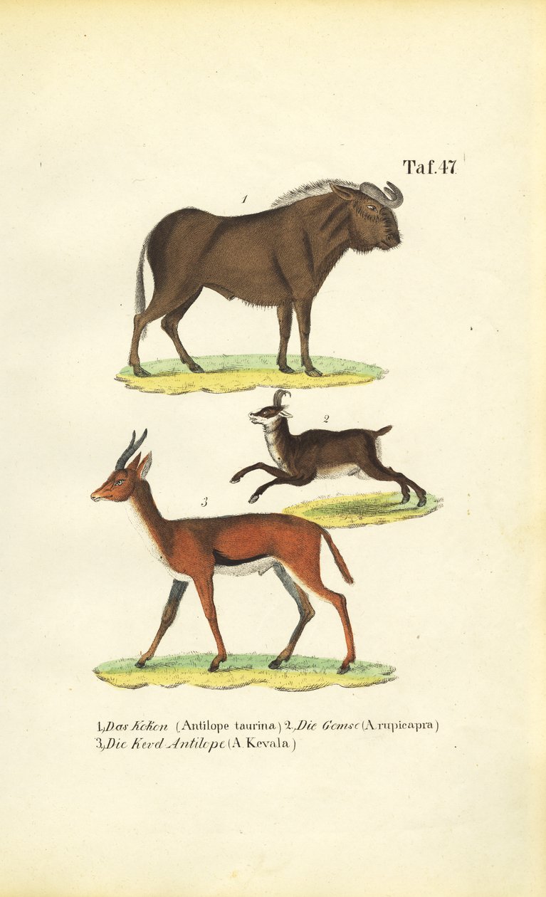 African Wildlife by J. W. Tenhaeff