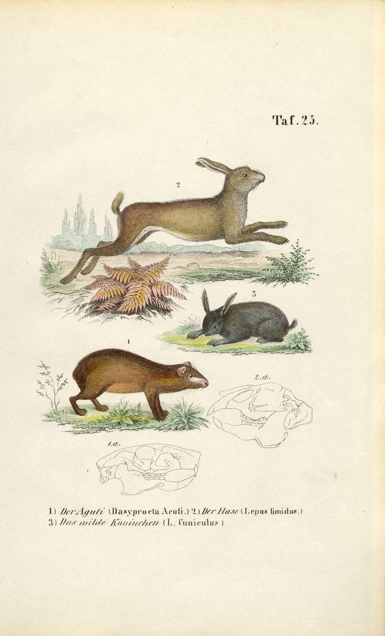Agouti, Hare and Rabbit by J. W. Tenhaeff: Fine art print