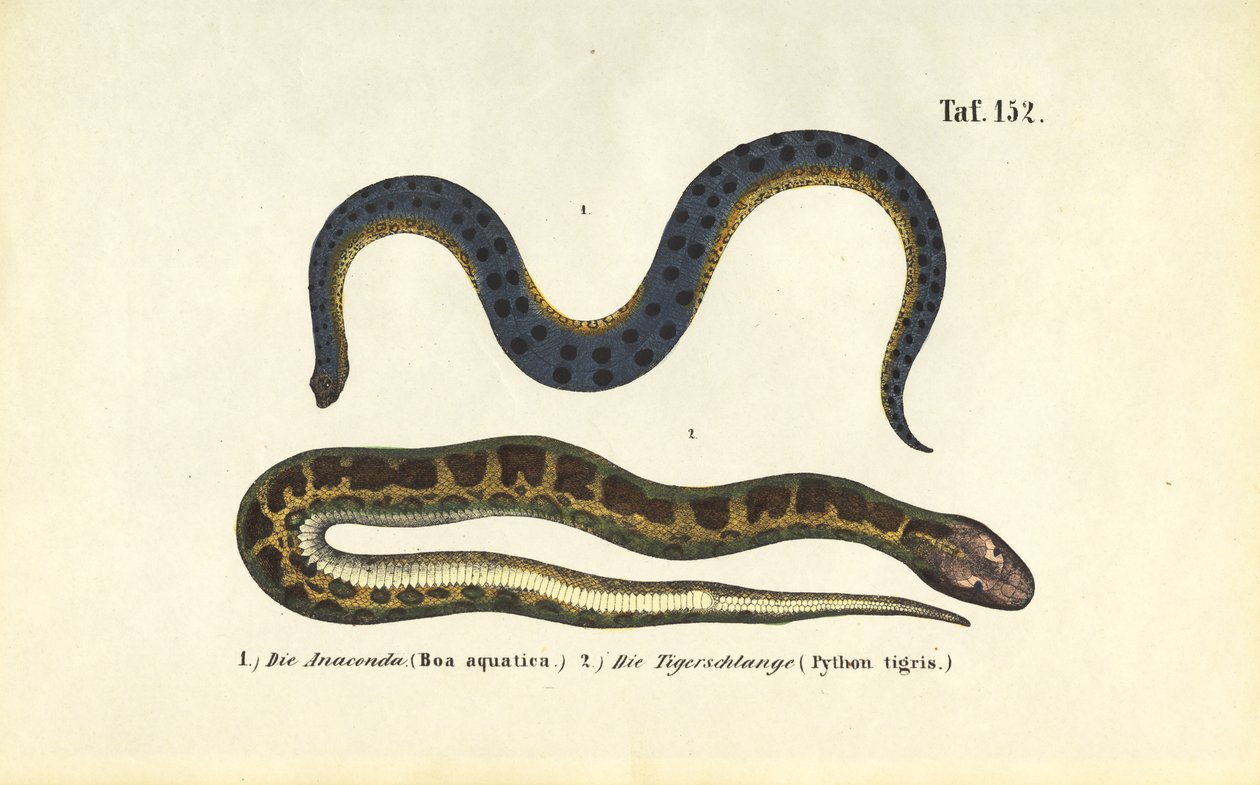 Anaconda and Indian Python by J. W. Tenhaeff