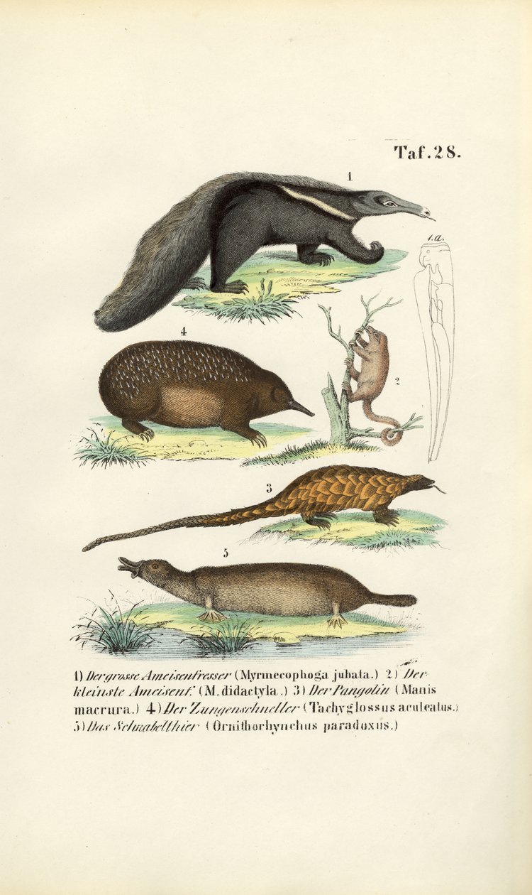 Anteaters and Other Insectivorous Mammals by J. W. Tenhaeff