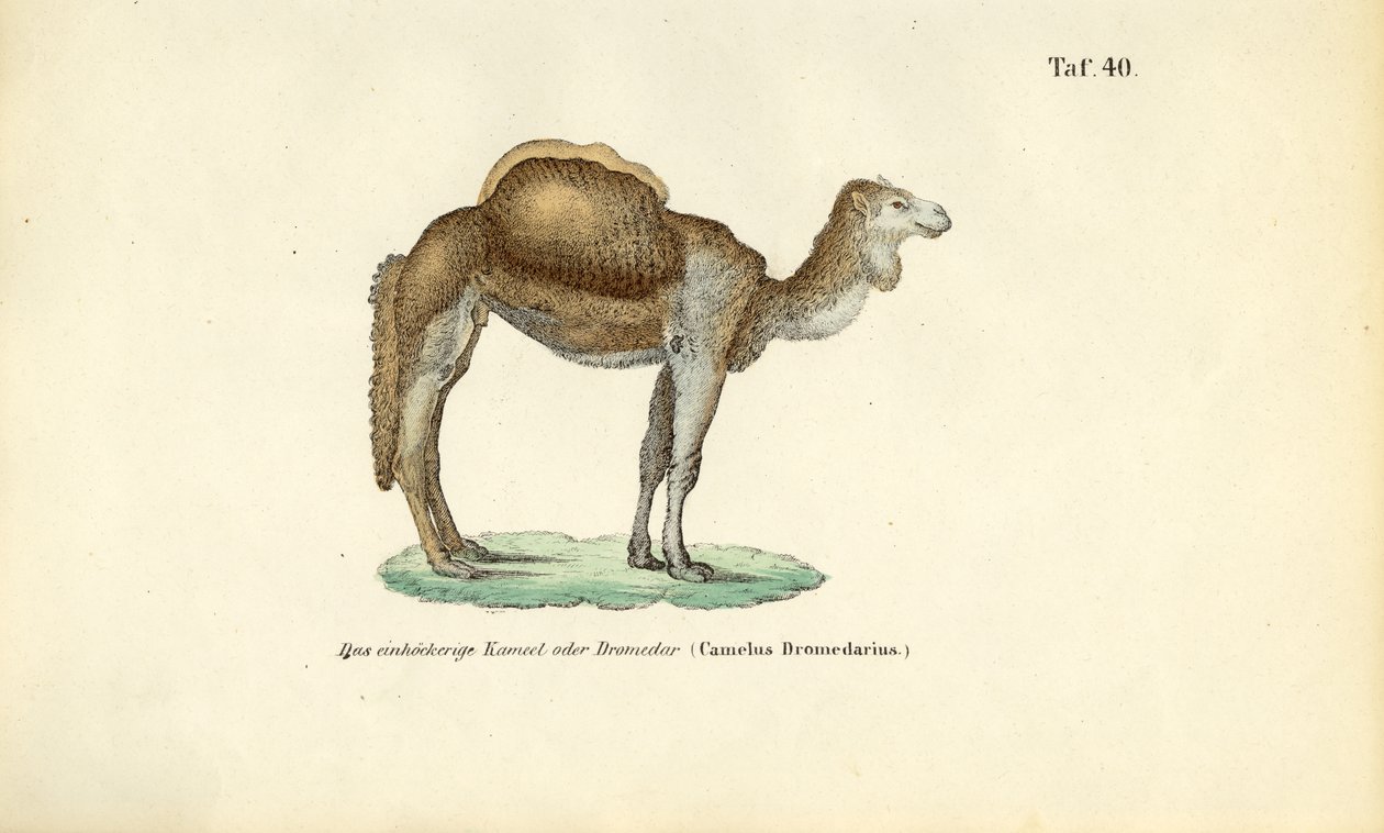 Arabian Camel or Dromedary by J. W. Tenhaeff