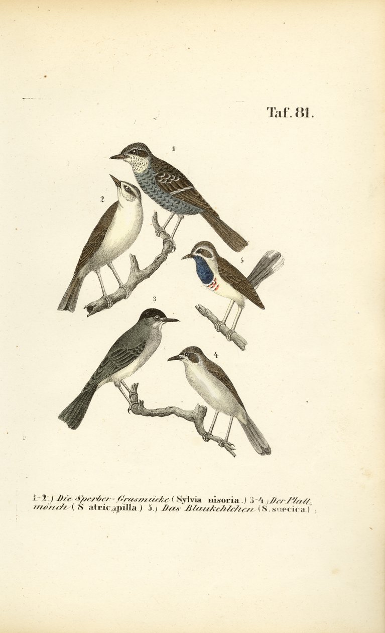 Barred Warbler, Eurasian Blackcap and Bluethroat by J. W. Tenhaeff