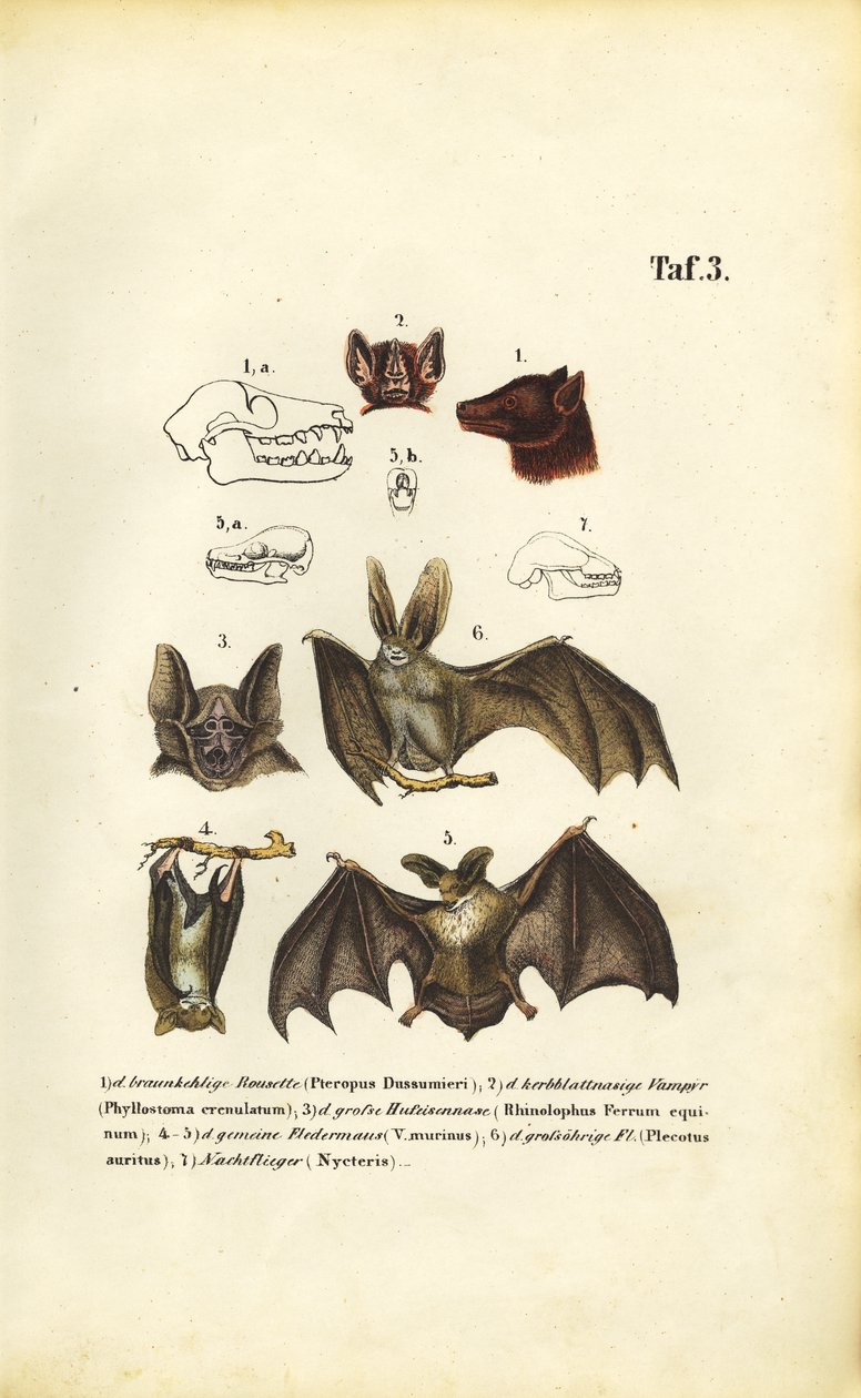 Bat Species and Their Anatomy by J. W. Tenhaeff