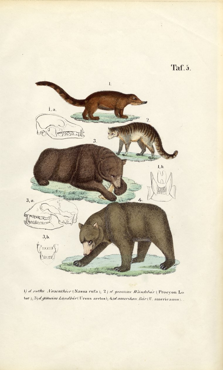 Bears and Related Carnivores with Skull Details by J. W. Tenhaeff