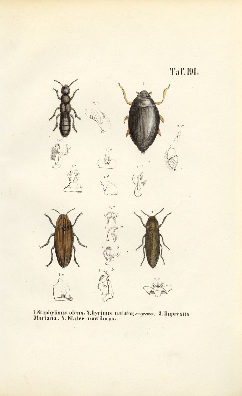 Beetle Anatomy by J. W. Tenhaeff