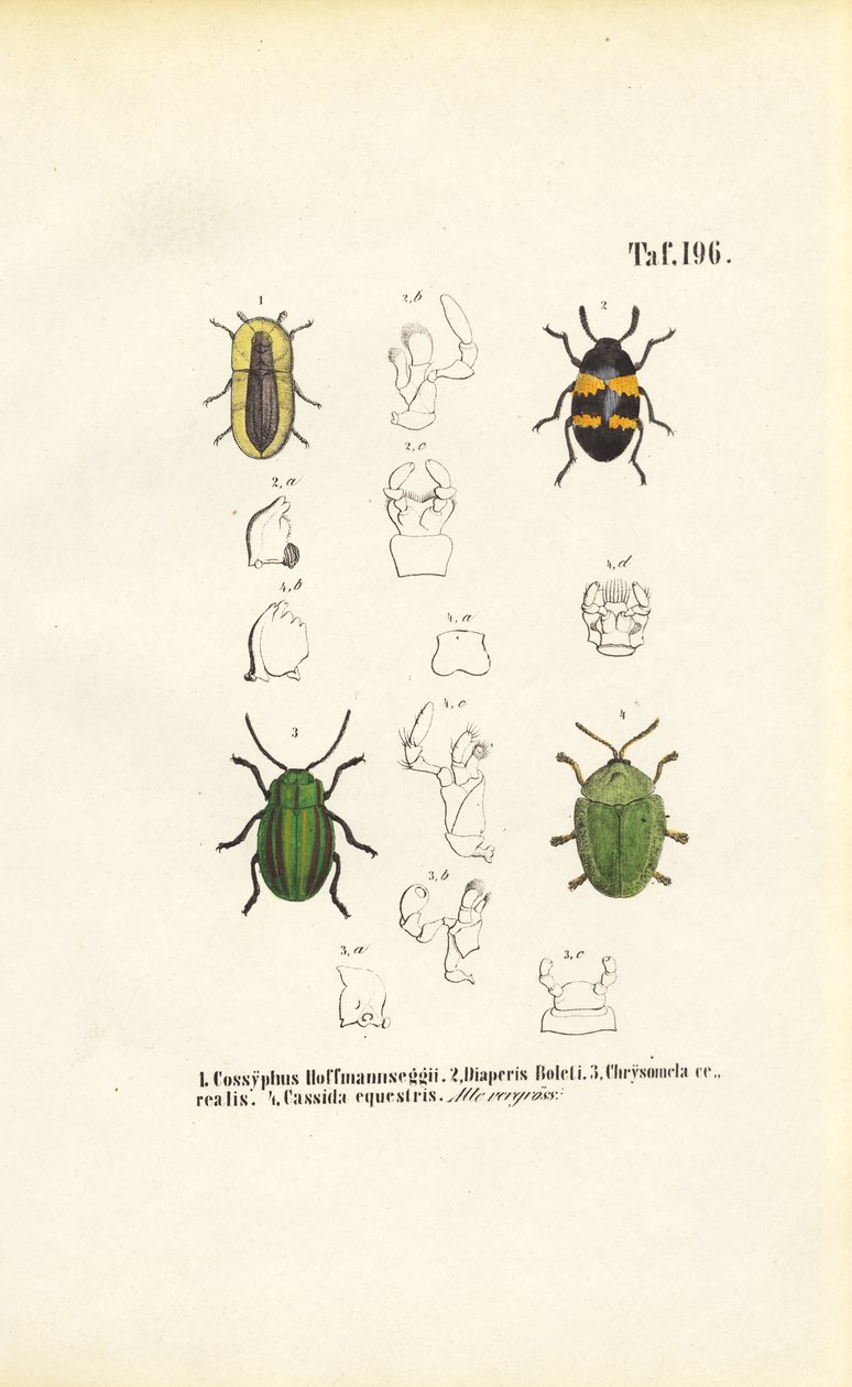 Beetle Species with Morphological Detail Views by J. W. Tenhaeff