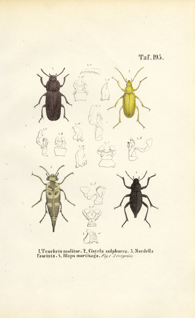 Beetles of the Darkling Beetle Family by J. W. Tenhaeff