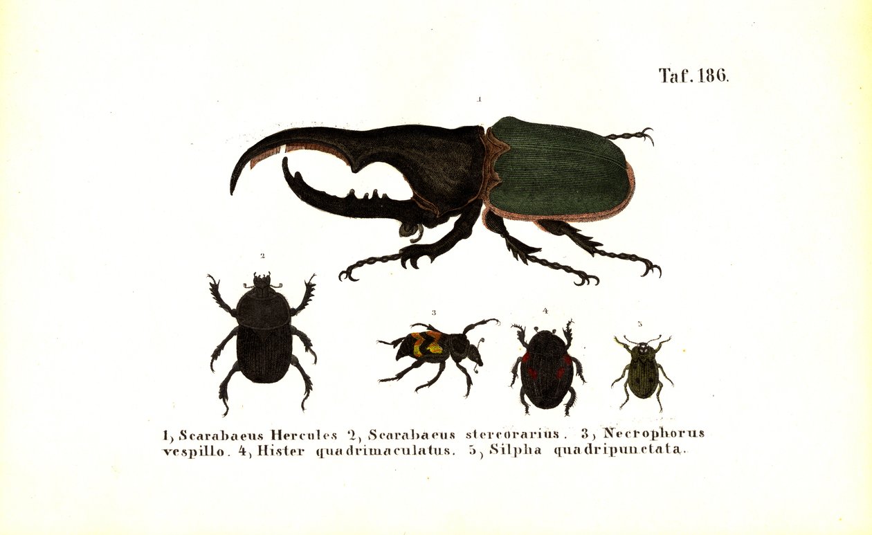 Beetles of the Scarabaeidae and Silphidae Families by J. W. Tenhaeff