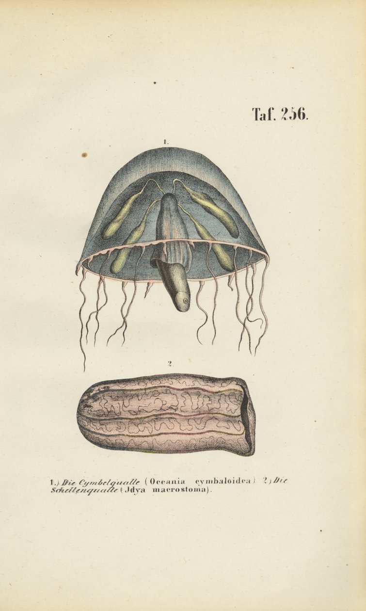 Bell Jellyfish and Barrel Jellyfish by J. W. Tenhaeff