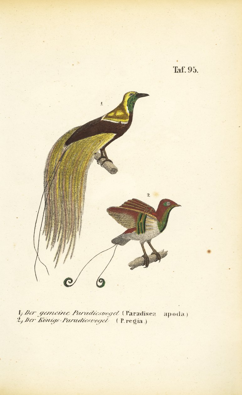 Birds-of-Paradise from New Guinea by J. W. Tenhaeff