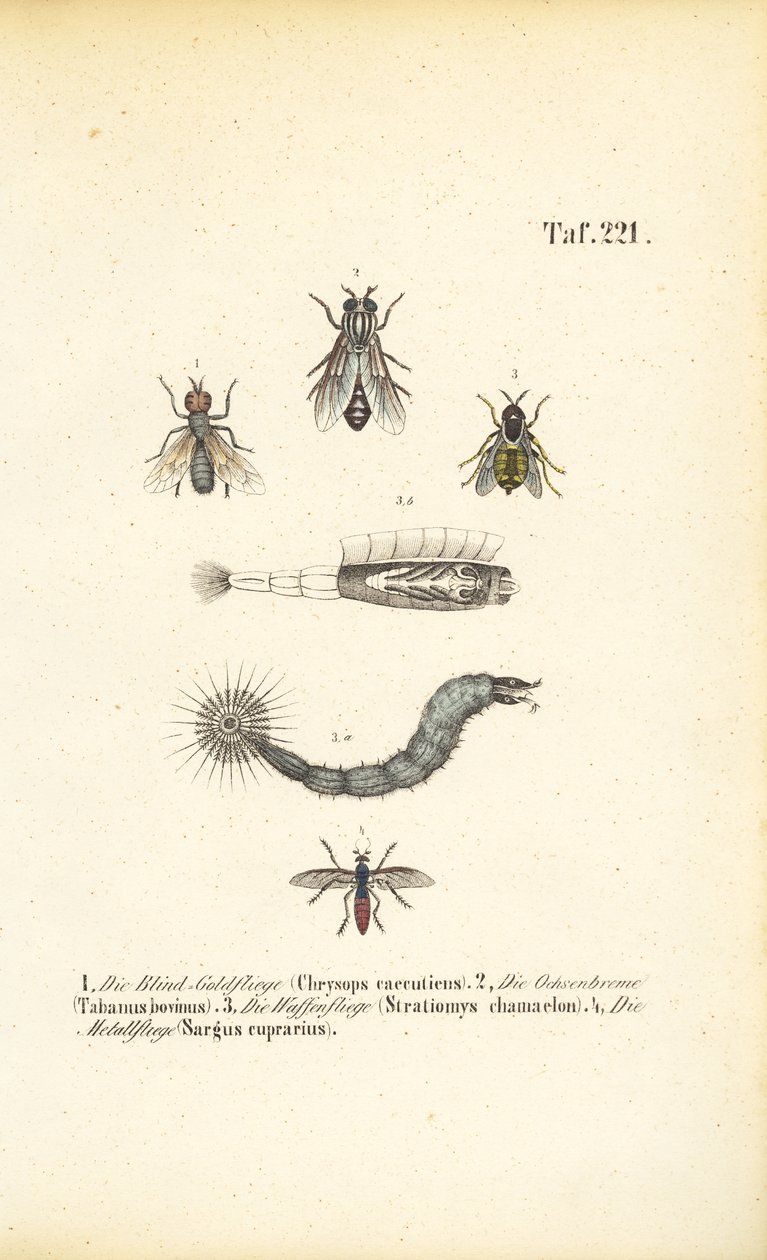 Biting and Blood-sucking Flies by J. W. Tenhaeff