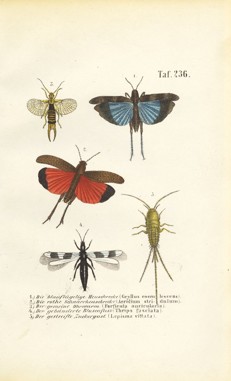 Blue-winged Grasshopper, Red-winged Grasshopper and Other Insects by J. W. Tenhaeff