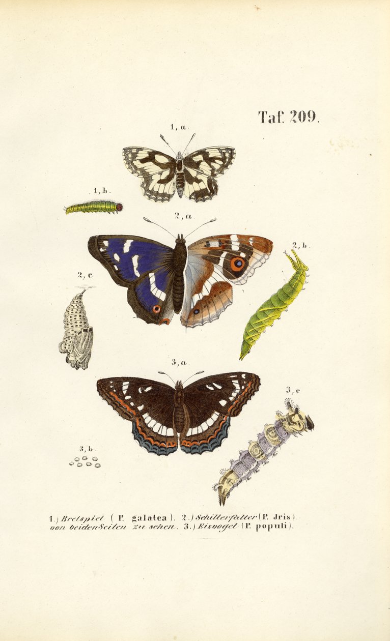 Butterflies with Caterpillars and Metamorphosis Stages by J. W. Tenhaeff