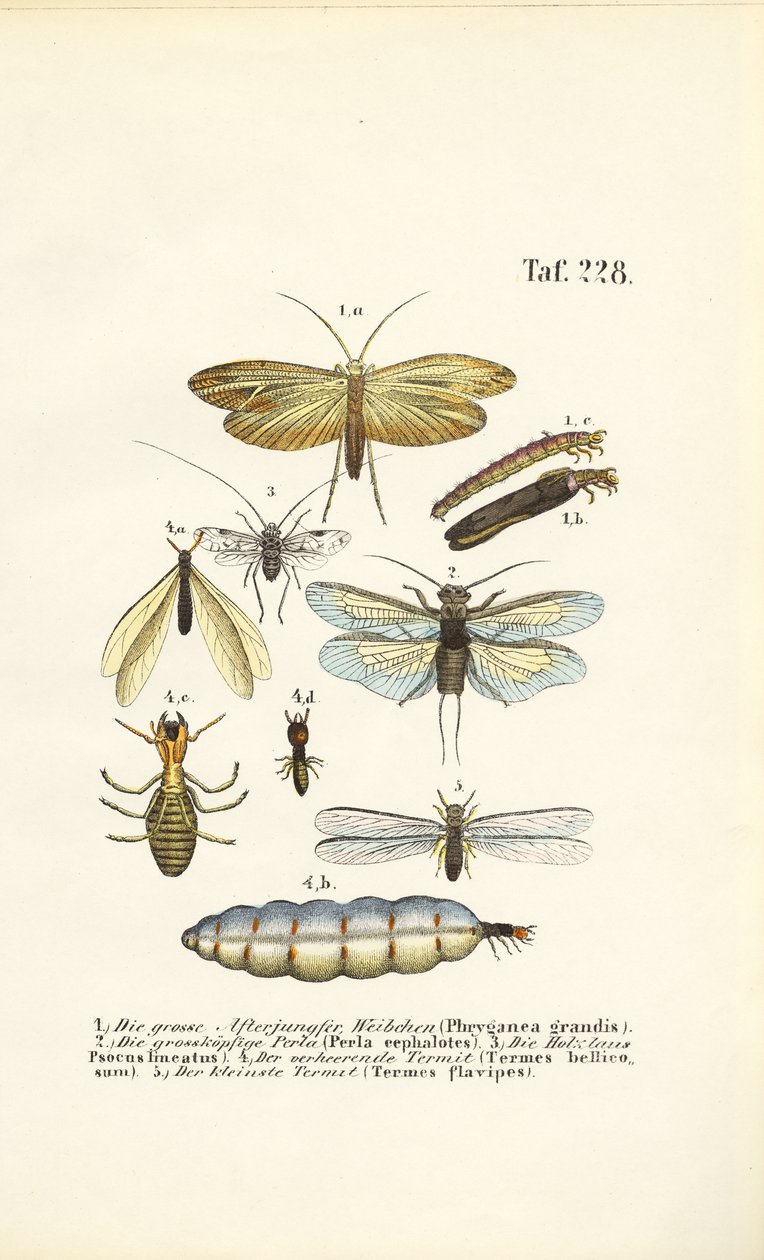 Caddisflies, Stoneflies and Termites with Developmental Stages by J. W. Tenhaeff