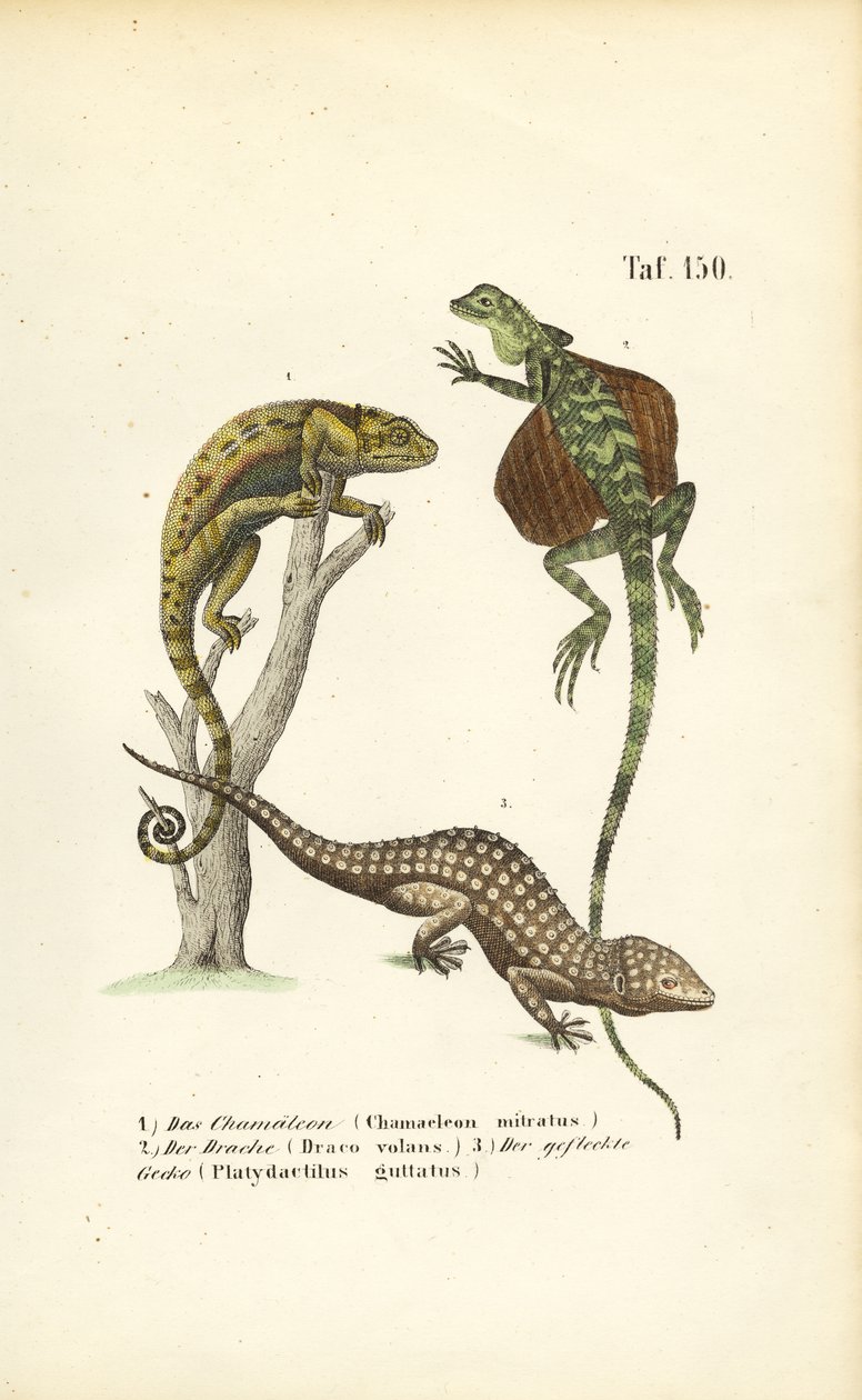 Chameleon, Flying Dragon and Tokay Gecko by J. W. Tenhaeff