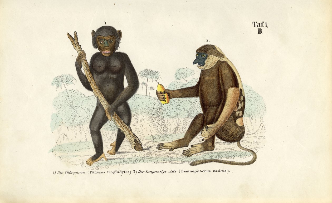 Chimpanzee and Proboscis Monkey by J. W. Tenhaeff