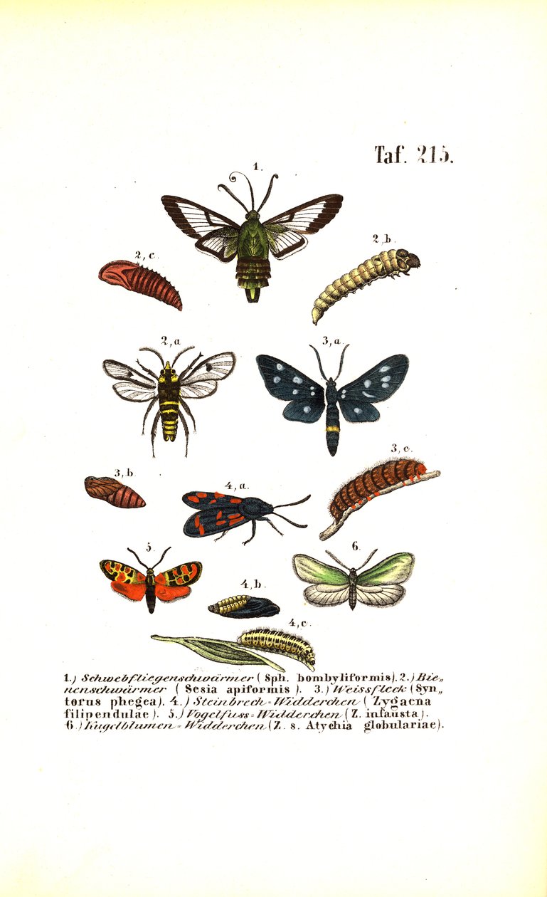 Clearwing Moths and Other Moth Species with Their Developmental Stages by J. W. Tenhaeff