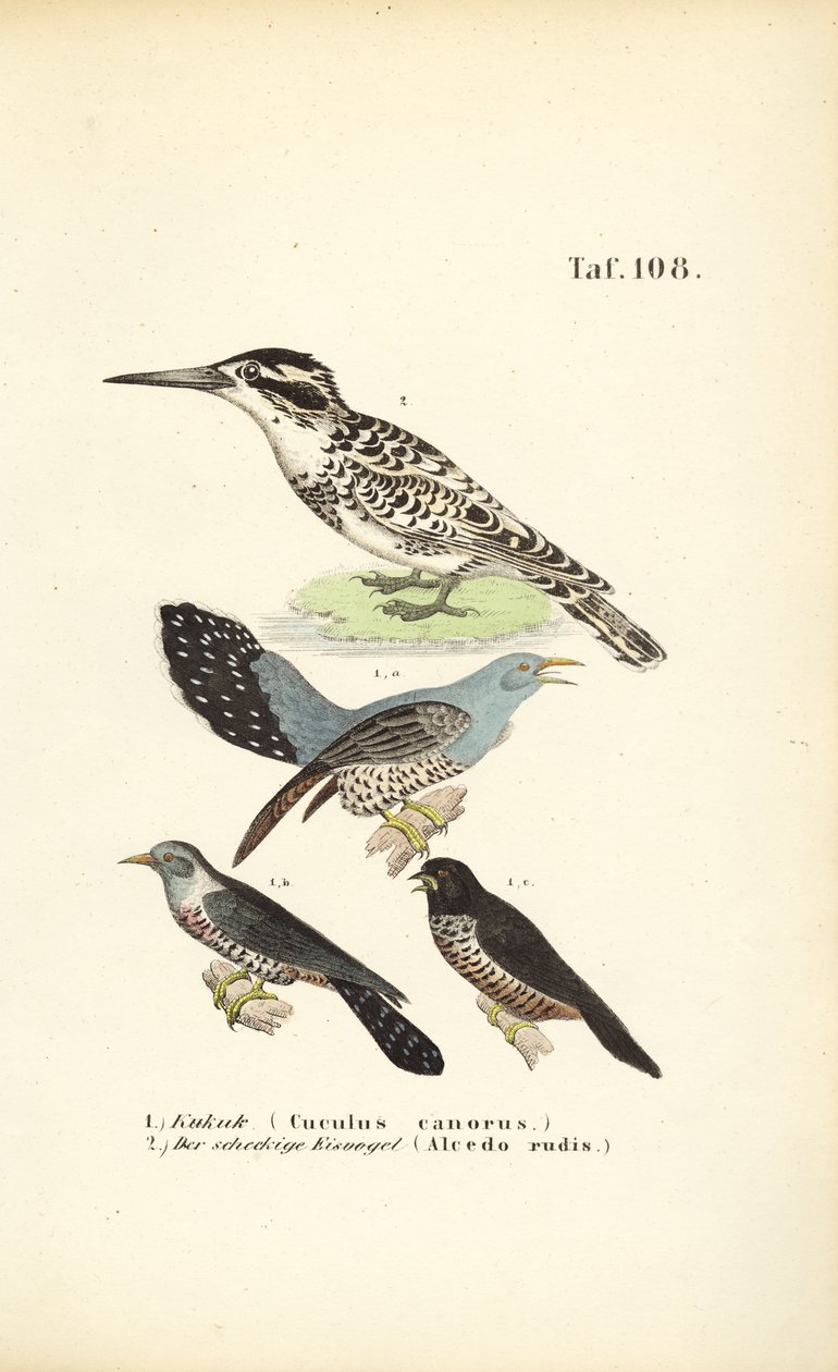 Common Cuckoo and Kingfisher by J. W. Tenhaeff