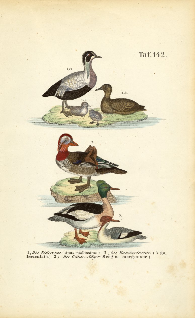 Common Eider, Mandarin Duck and Common Merganser by J. W. Tenhaeff