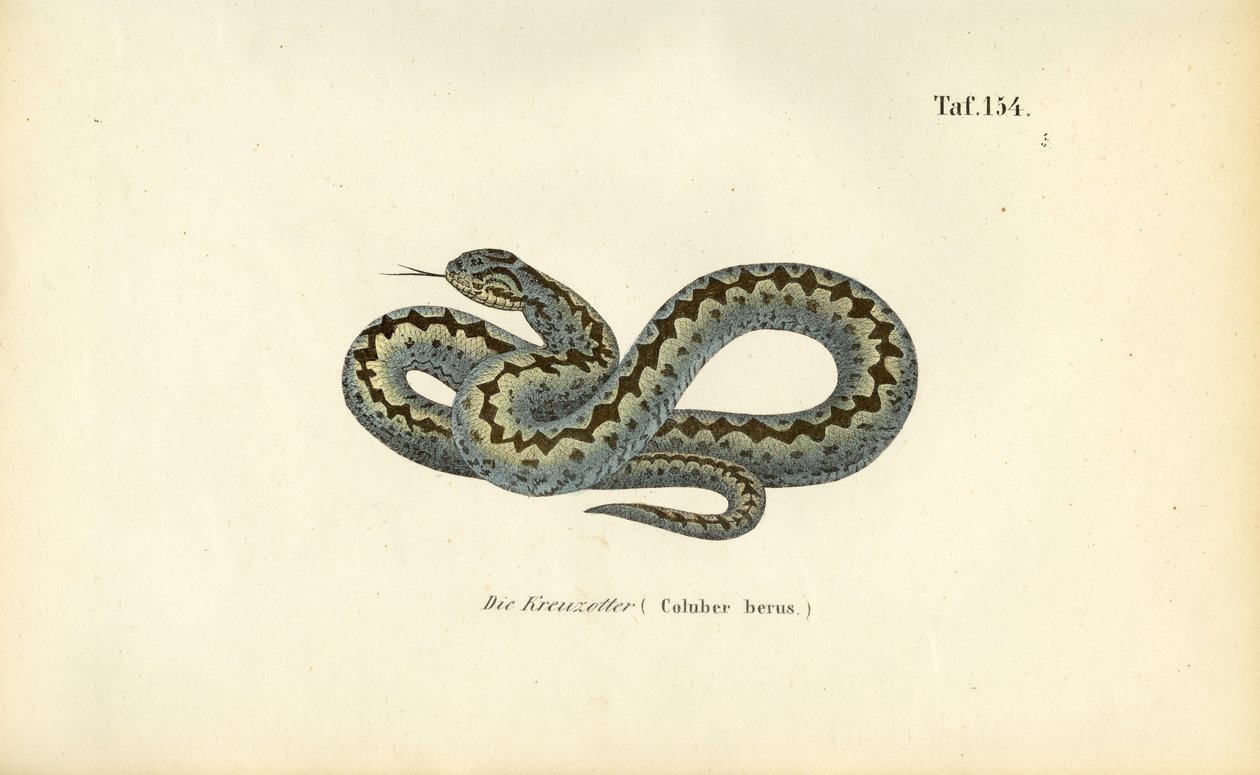 Common European Adder by J. W. Tenhaeff