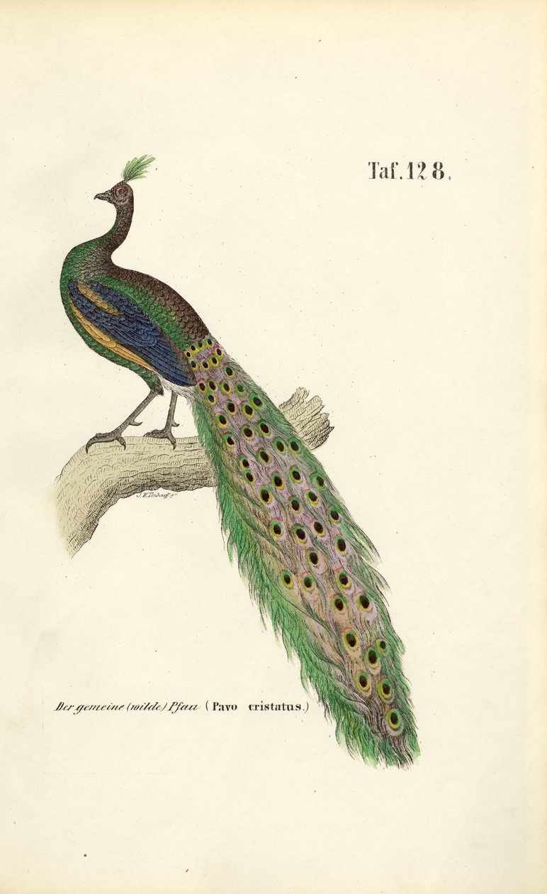 Common Peafowl by J. W. Tenhaeff