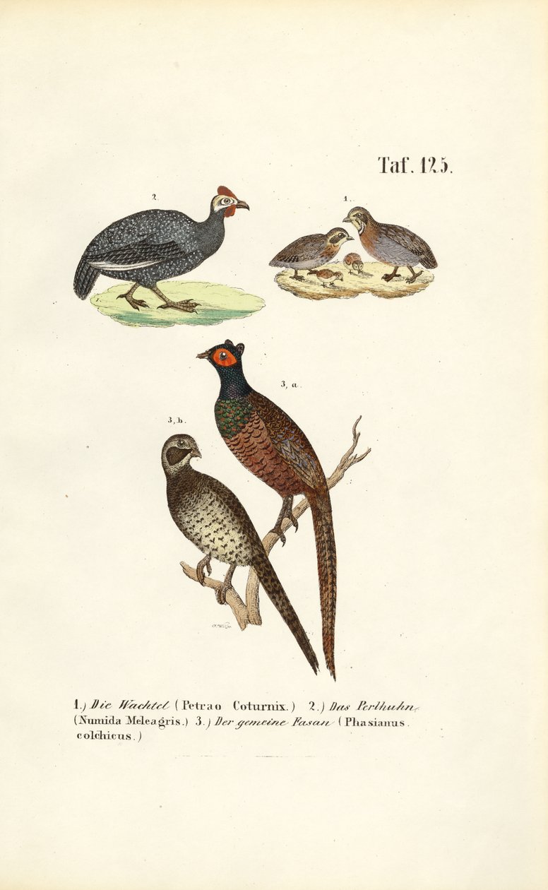 Common Quail, Helmeted Guineafowl and Common Pheasant by J. W. Tenhaeff